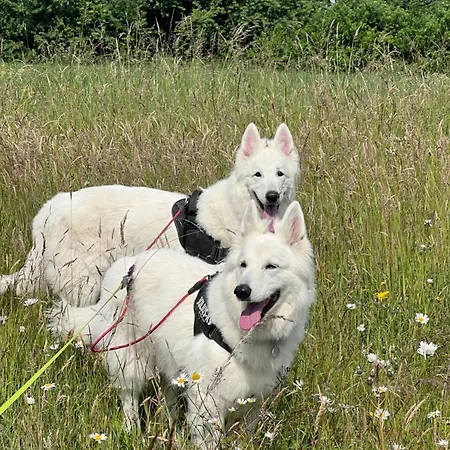 La Maison D'architecte En Pleine Nature - Le 